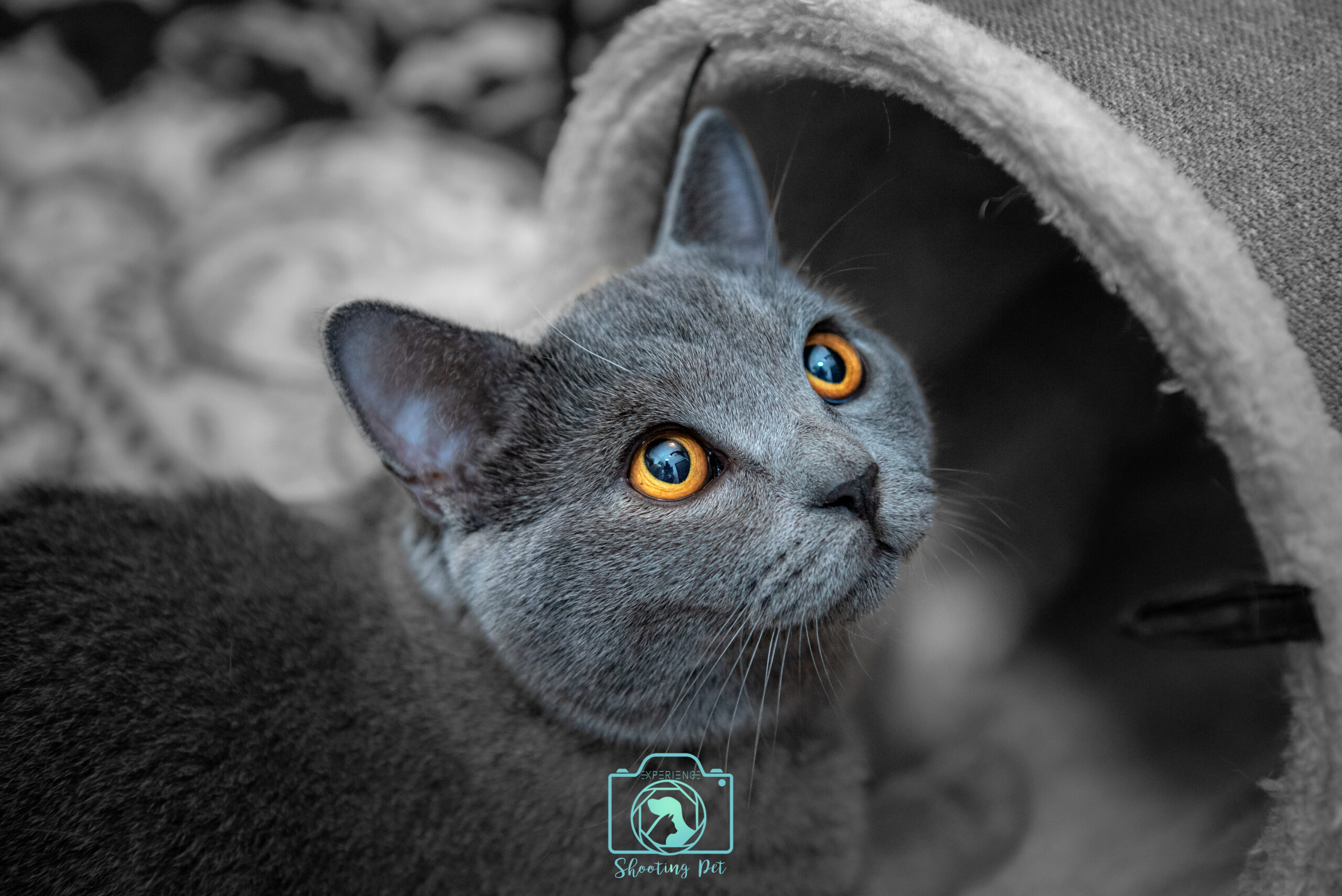 dodo e gatti (1 di 1)