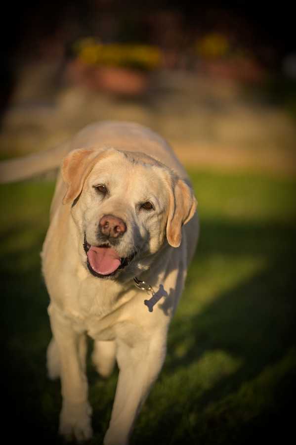 NANA labrador 124