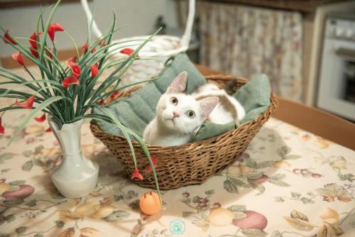 Amore a 4 Zampe Gatti