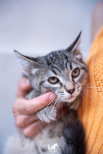 DSC 6474