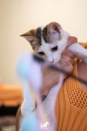 Amore a 4 zampe Gatti 4