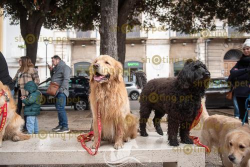 Passeggiata Golden 05.01.2025